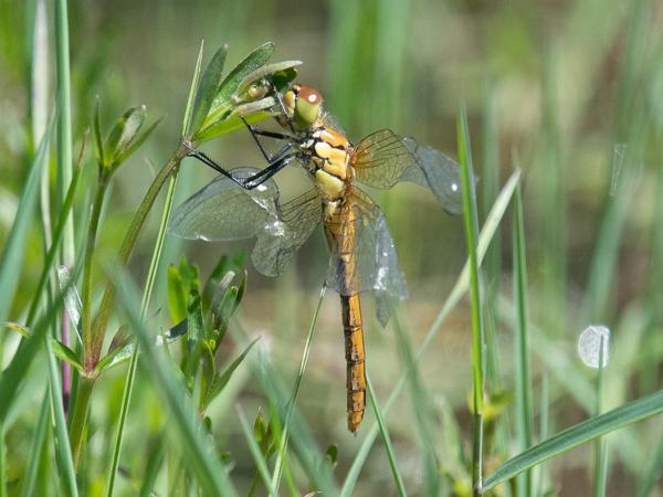 <h3>Sympetrum sanguineum / Ruddy darter / Bloedrode heidelibel</h3>